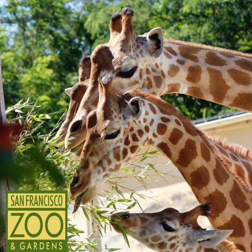 san-francisco-zoo-175.png